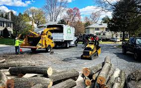 Trusted Baltimore, OH Tree Care Experts