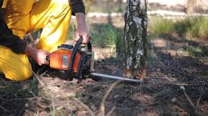 Best Hazardous Tree Removal  in Baltimore, OH