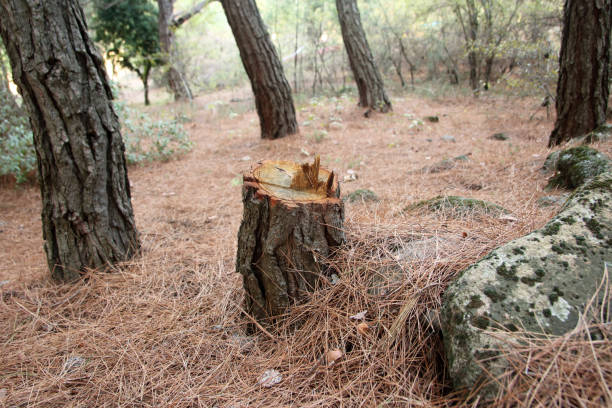 Best Arborist Consultation Services  in Baltimore, OH