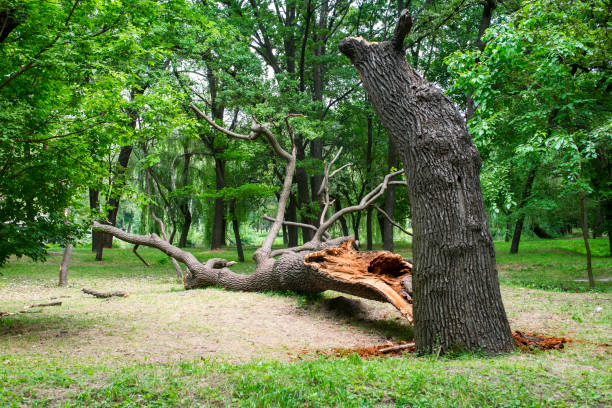 Best Seasonal Cleanup (Spring/Fall)  in Baltimore, OH