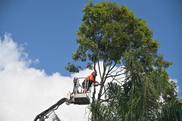 How Our Tree Care Process Works  in  Baltimore, OH
