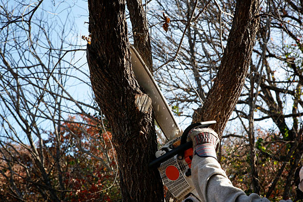 Best Hedge Trimming  in Baltimore, OH