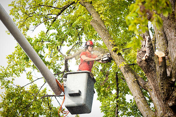 Best Fruit Tree Pruning  in Baltimore, OH