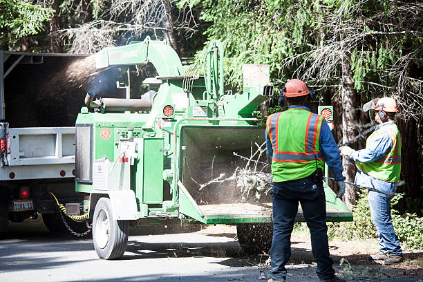Best Storm Damage Tree Cleanup  in Baltimore, OH