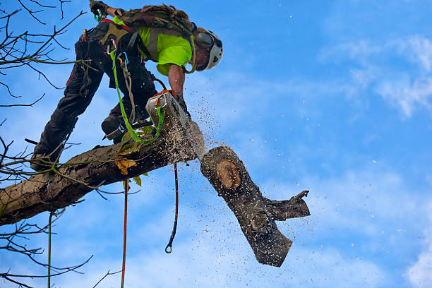 Best Root Management and Removal  in Baltimore, OH