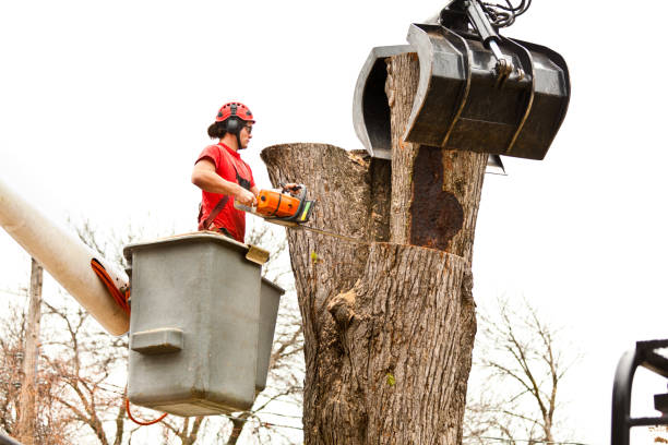 Best Tree Preservation Services  in Baltimore, OH